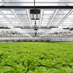 LED Grow Lights 720W 0-10V Dimming Samsung Chips for Greenhouse Indoor Lighting