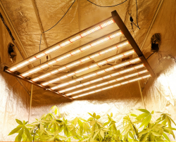 Why Choose LED grow lights to Marijuana?