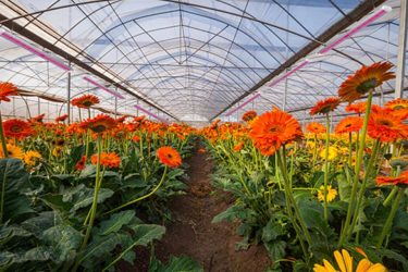 How to choose suitable led grow light for your greenhouse project?