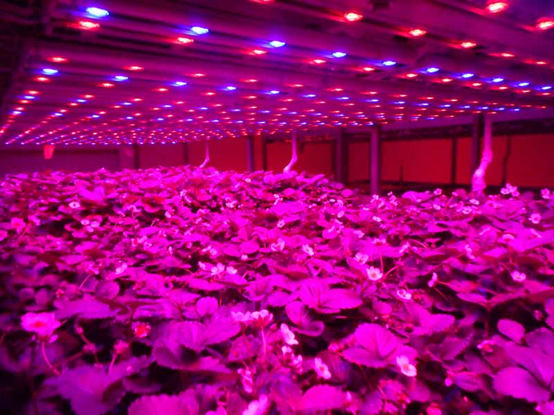 How far should LED grow lights be from Vegetable?