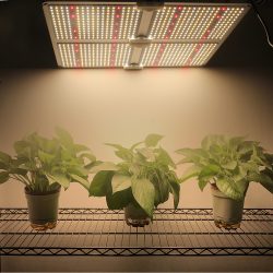 450W LED Grow Light Fixture IP65 with Full Spectrum 100-277V 3500K