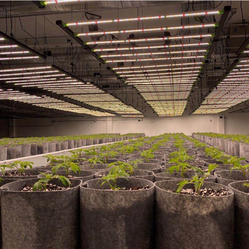 What is the best led grow light in the market?