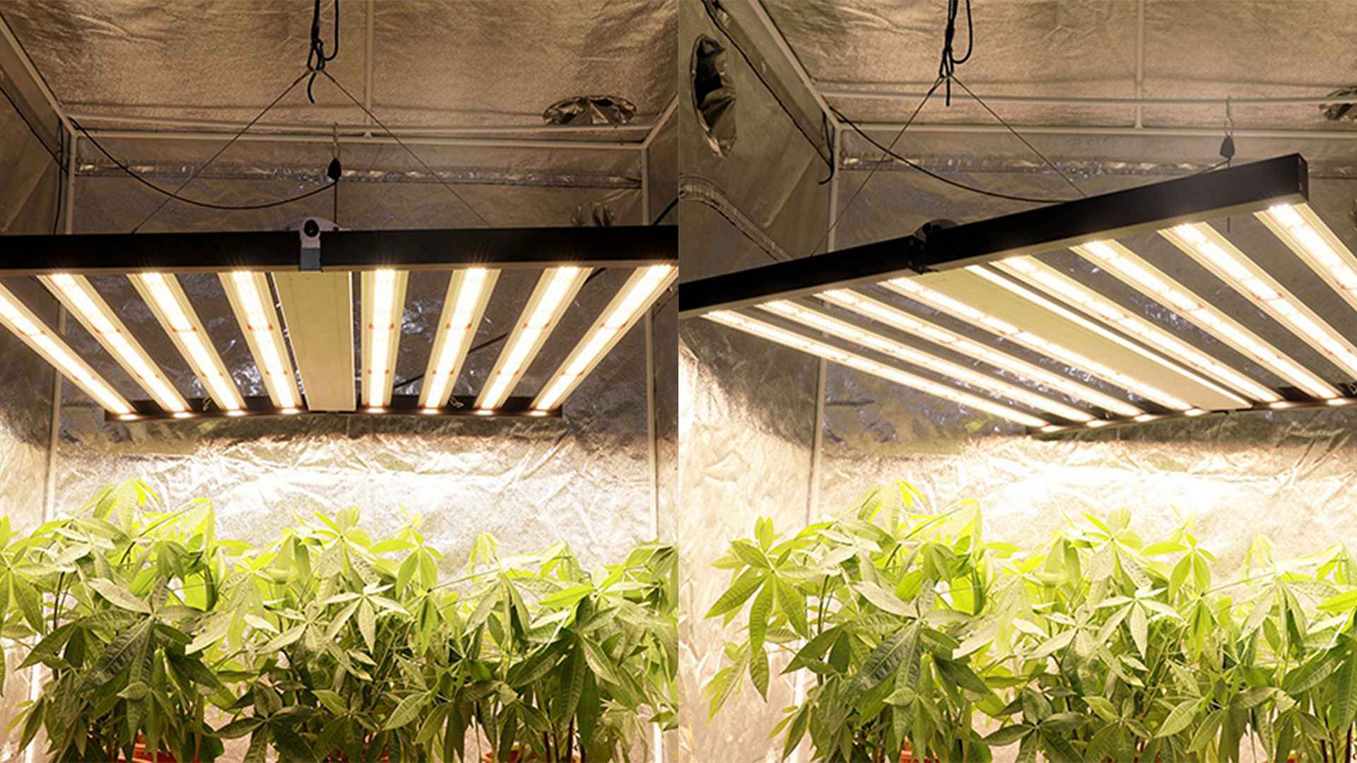 What led grow light fixture do professional growers use for Cannabis plants