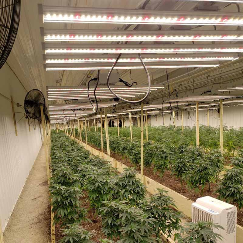 Are White LED plant Lights Good For Growing?