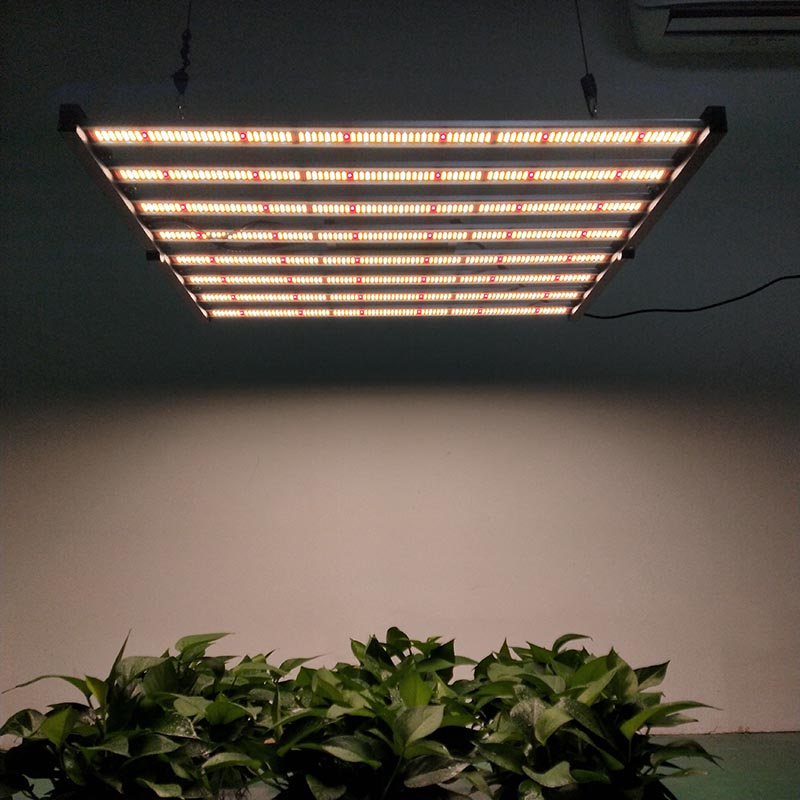 How to Choose the Best Grow Lights for Indoor Plants?