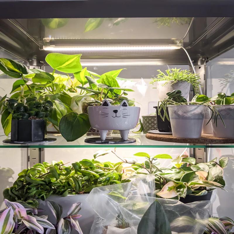 How to Use Small Grow Light For Houseplants?